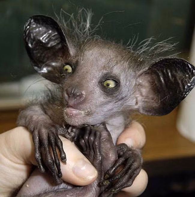 Những sinh vật có thực bước ra từ phim viễn tưởng ảnh 13