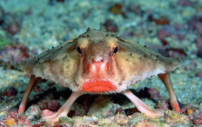 Những sinh vật có thực bước ra từ phim viễn tưởng ảnh 6