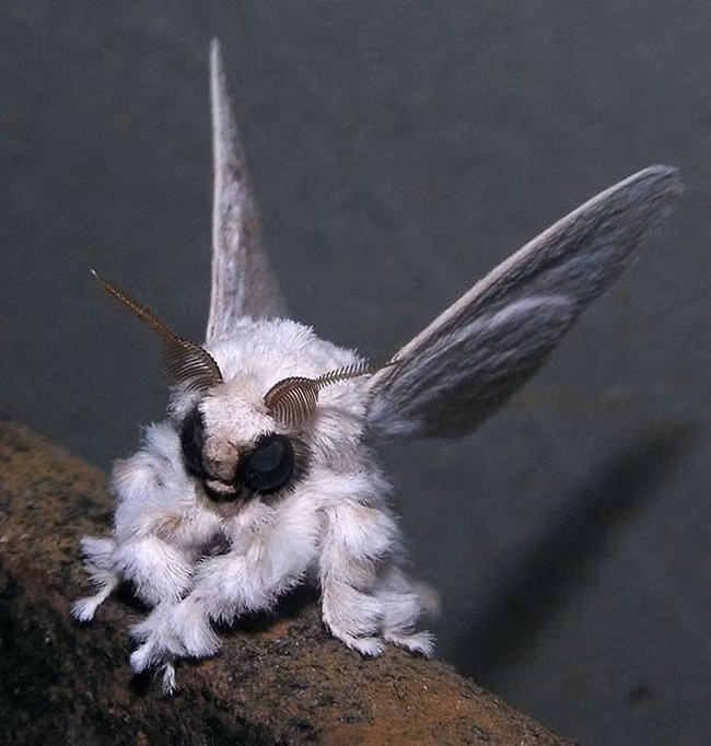 Những sinh vật có thực bước ra từ phim viễn tưởng ảnh 7