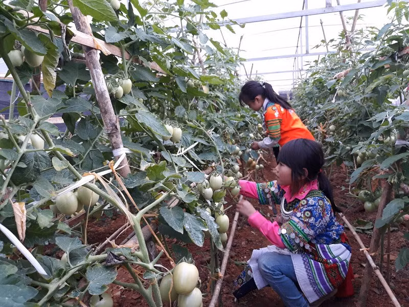 HS tham gia lao động sản xuất tại Trường PTDTBT Tiểu học Hoàng Thu Phố số 2 (Bắc Hà – Lào Cai). Ảnh: TG
