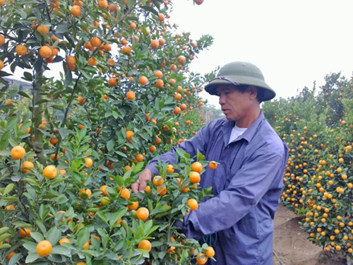 Người trồng quất Tứ Liên chăm chút từng gốc quất chờ Tết