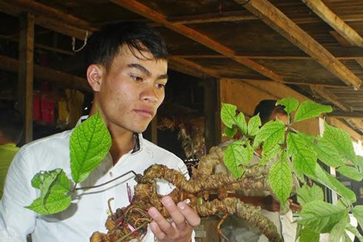 Sâm Ngọc Linh 100 tuổi: Đại gia Hà Nội chồng tiền tỷ cũng không mua nổi