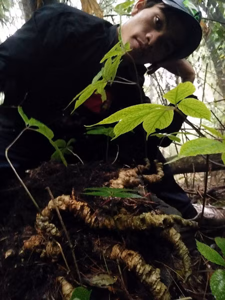 Sam Ngoc Linh 100 tuoi: Dai gia Ha Noi chong tien ty cung khong mua noi - Anh 4