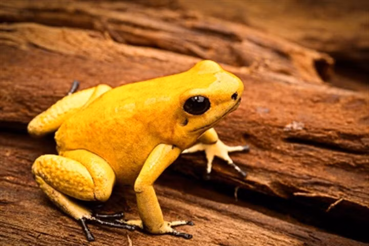 5 chất kịch độc nguy hiểm nhất thế giới