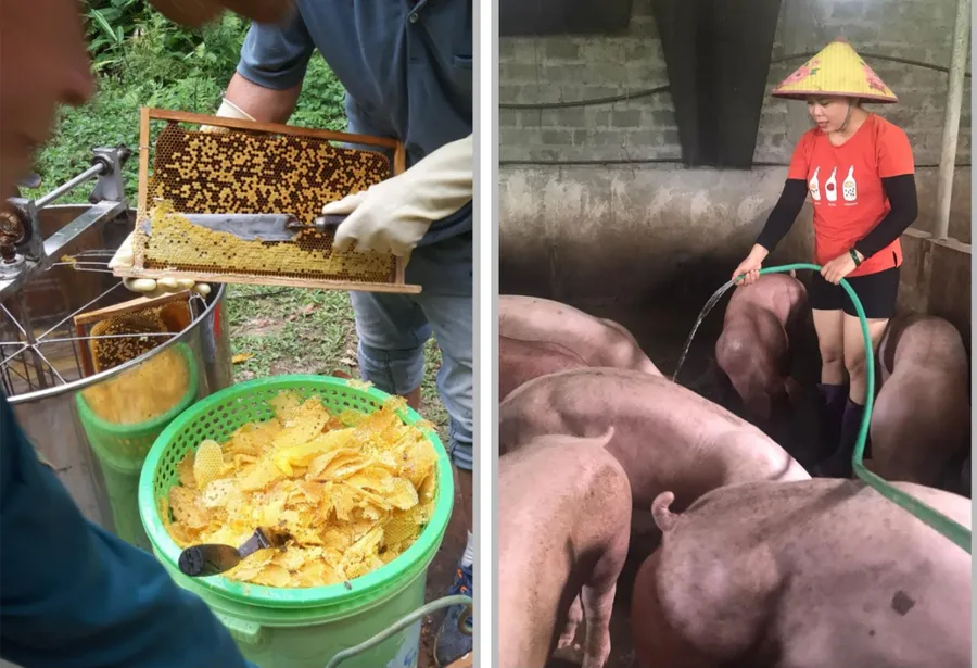Công việc nuôi lợn, ong lấy mật được một số giáo viên tại Trường Mầm non Khánh Thượng B (Ba Vì, Hà Nội) lựa chọn làm thêm dịp hè. Ảnh: Đình Tuệ 