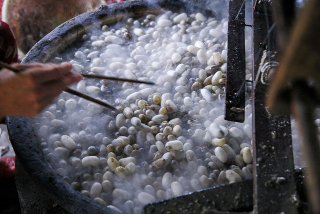 Kén được luộc trong nước sôi. Kén được luộc trong nước sôi.