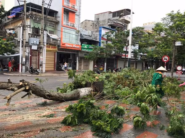 Trên đường Quang Trung công nhân vệ sinh môi trường đang dọn những cây phượng bị bật rễ do ảnh hưởng của cơn bão số 2