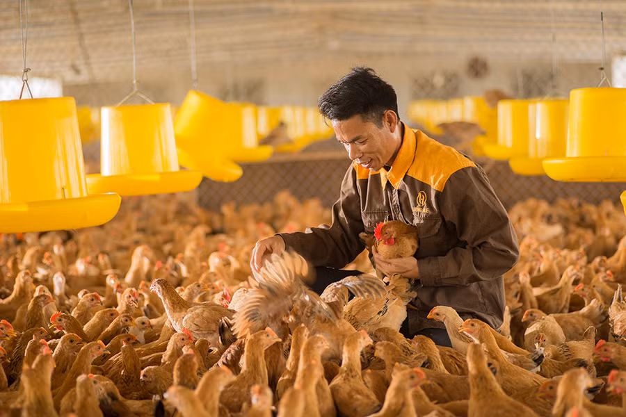 Gà Lượng Huệ trở thành thương hiệu có tiếng của Hải Phòng (Ảnh ITN)