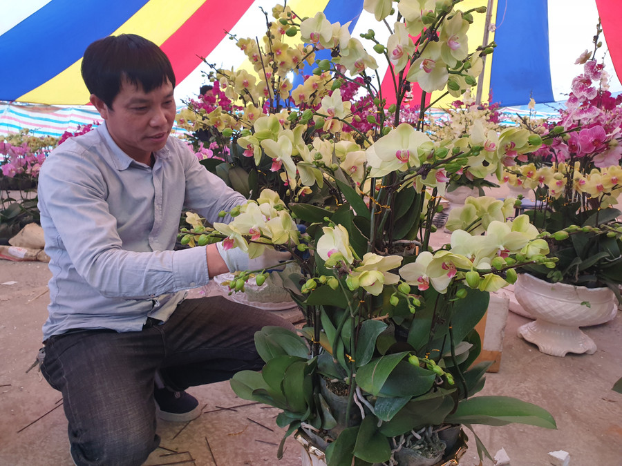 Nghệ nhân tạo kiểu cho chậu Lan Hồ Điệp