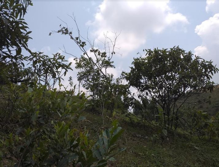 Hàng chục ha rừng keo biến thành rừng nhãn nhằm trục lợi ngân sách nhà nước (Ảnh Công Lý)