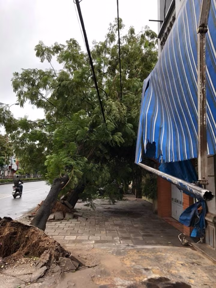 Cây xanh trên đường Nguyễn Văn Linh bị bật rễ trong bão (Ảnh CTV)