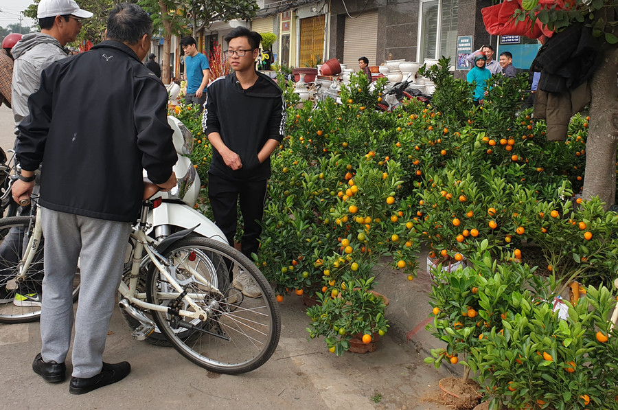 Gian hàng Quất cảnh trên đường Tôn Đức Thắng, quận Lê Chân