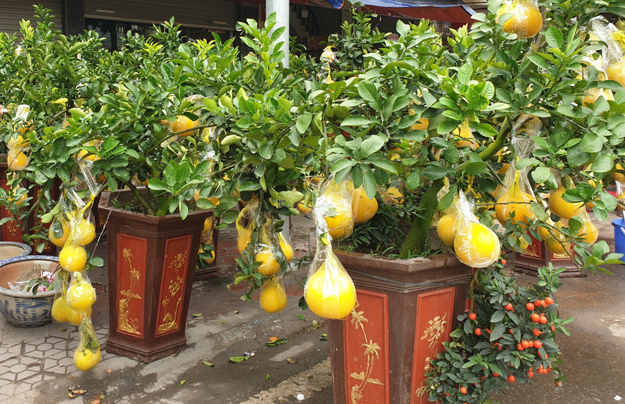 Những chậu bưởi diễn được mang đến từ Văn Giang, Hưng Yên