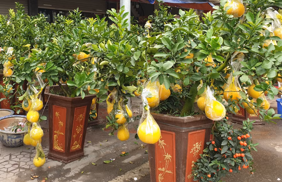 Những chậu bưởi diễn được mang đến từ Văn Giang, Hưng Yên Những chậu bưởi diễn được mang đến từ Văn Giang, Hưng Yên