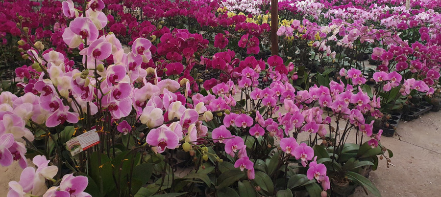 Đa dạng sắc Lan Hồ Điệp