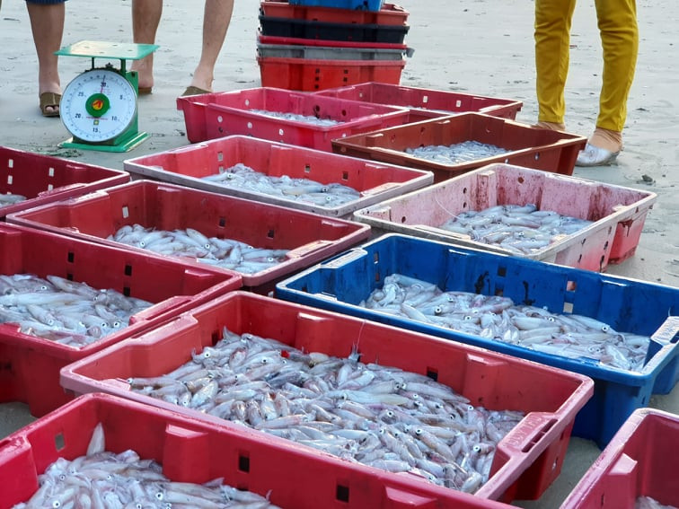 Mực trên đảo Cô Tô vừa tươi, vừa ngon Mực trên đảo Cô Tô vừa tươi, vừa ngon