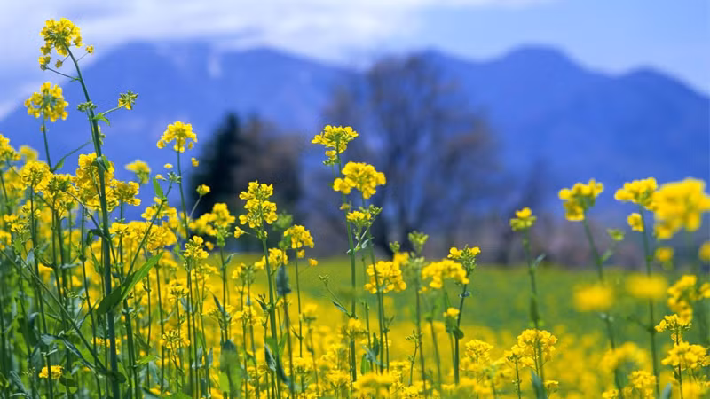 Ảnh minh họa ITN