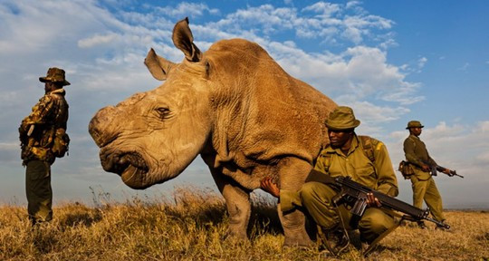 Sudan trong vòng vây bảo vệ. Ảnh: Carters News Sudan trong vòng vây bảo vệ. Ảnh: Carters News