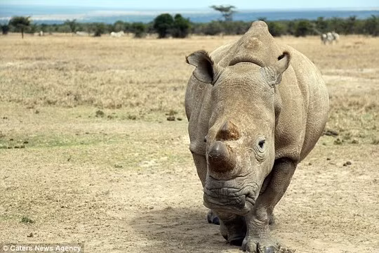 Extreme measures: Rangers have even cut off the rhinos horn - but they fear it wont be enough