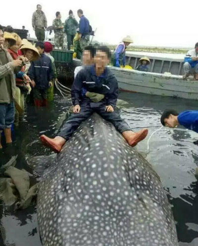 Một số người tò mò, ngồi lên mình con cá. Ảnh: South CN guangdong-whaleshark-3-7837-1428921901.j