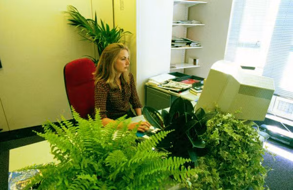 Tác dụng thần kỳ với sức khỏe khi trồng cây xanh trong nhà