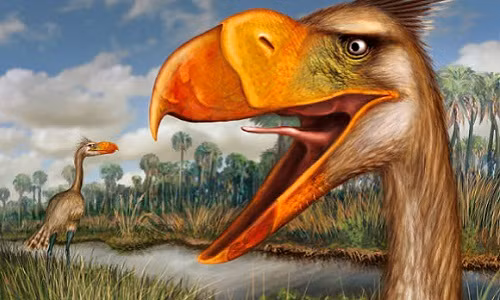 Xon xao chim an thit dang so nhat cao 1,2m, nang 40kg