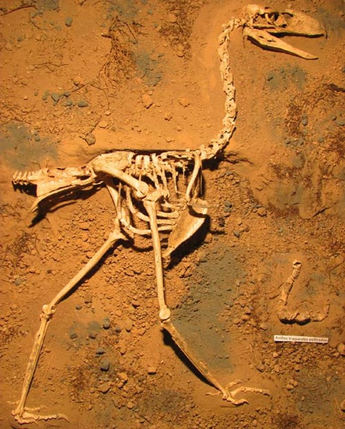 Xon xao chim an thit dang so nhat cao 1,2m, nang 40kg-Hinh-2