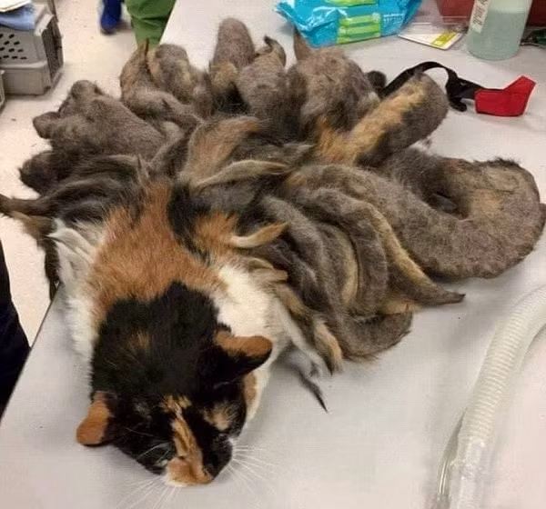 Phát hiện sinh vật như phim kinh dị, người đàn ông sốc khi đưa đến bác sĩ thú y ảnh 5