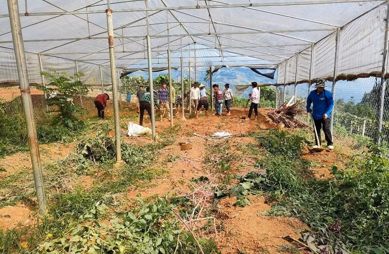 Vườn rau xanh Trường PTDTBT Tiểu học Hoàng Thu Phố (Bắc Hà – Lào Cai) được thầy cô giáo bắt tay cải tạo từ 1/8. Ảnh: NTCC