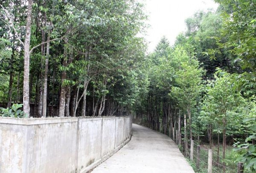 Về xã có gần 200 tỷ phú để hỏi cây gió trầm Về xã có gần 200 tỷ phú để hỏi cây gió trầm