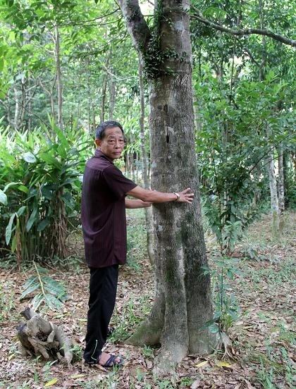 Về xã có gần 200 tỷ phú hỏi cây gió trầm "thoát nghèo"