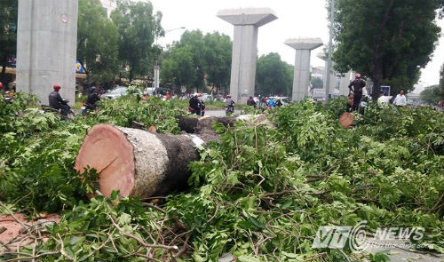 Chặt hạ xà cừ cổ thụ trên đường Nguyễn Trãi.