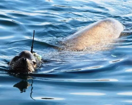 Những động vật “anh hùng” giúp con người giải cứu Trái đất ảnh 4