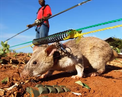 Những động vật “anh hùng” giúp con người giải cứu Trái đất ảnh 3