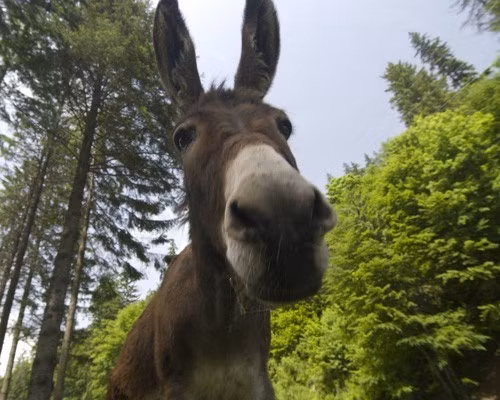 Những động vật “anh hùng” giúp con người giải cứu Trái đất ảnh 6