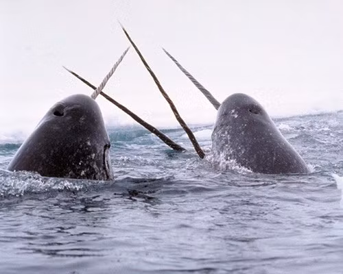 Những động vật “anh hùng” giúp con người giải cứu Trái đất ảnh 1