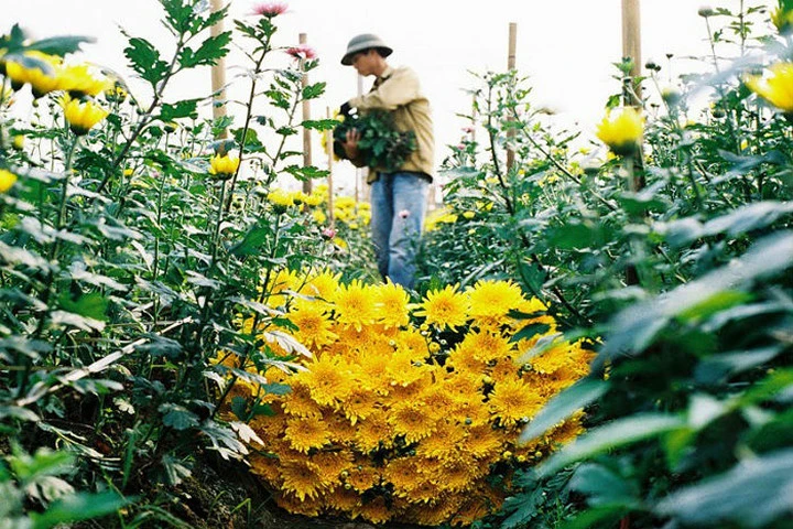 Điểm danh những làng hoa đẹp quên lối về ở Hà Nội