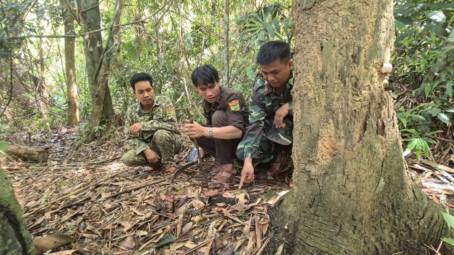 Hai cây nấm lim xanh đã được một tổ tuần tra của Vườn Quốc gia Sông Thanh đánh dấu từ trước, đến thời điểm hiện tại đã đủ chuẩn để thu hoạch đem về nghiên cứu. Ảnh: Hoàng Vinh