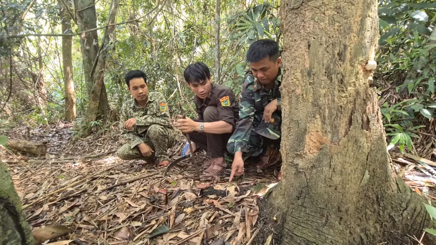 Hai cây nấm lim xanh đã được một tổ tuần tra của Vườn Quốc gia Sông Thanh đánh dấu từ trước, đến thời điểm hiện tại đã đủ chuẩn để thu hoạch đem về nghiên cứu. Ảnh: Hoàng Vinh