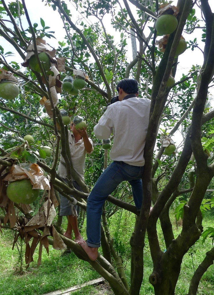 Để có bức ảnh đẹp, phóng viên không ngại leo cây