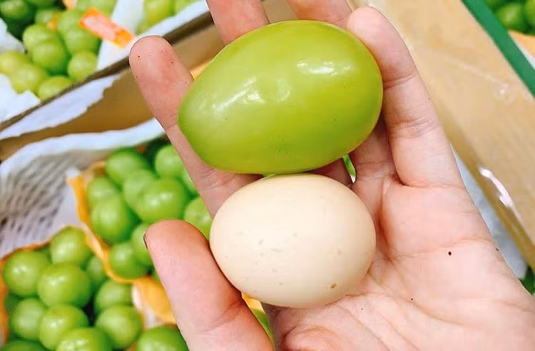 Hình ảnh quả nho khổng lồ, to hơn cả quả trứng gà bình thường.