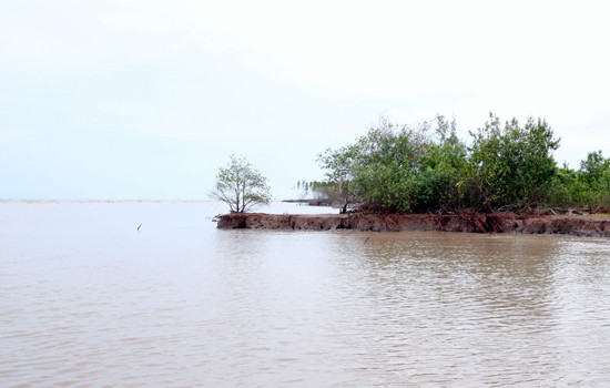 Tình trạng sạt lở, xâm thực bờ biển diễn biến ngày càng phức tạp khiến trung bình mỗi năm ĐBSCL mất hơn khoảng 500 ha đất. Ảnh: VGP/Xuân Tuyến Tình trạng sạt lở, xâm thực bờ biển diễn biến ngày càng phức tạp khiến trung bình mỗi năm ĐBSCL mất hơn khoảng 500 ha đất. Ảnh: VGP/Xuân Tuyến