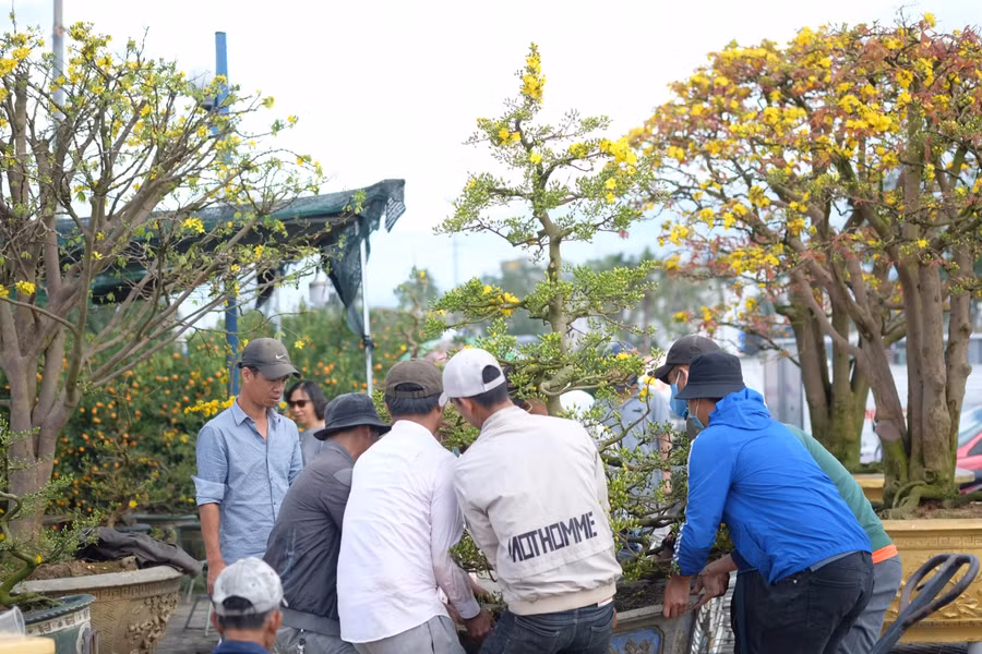 Dù nhận được thù lao thấp, nhưng nếu không cẩn thận, những người làm nghề chở hoa Tết phải đền tiền triệu nếu làm hư hỏng trong quá trình vận chuyển.