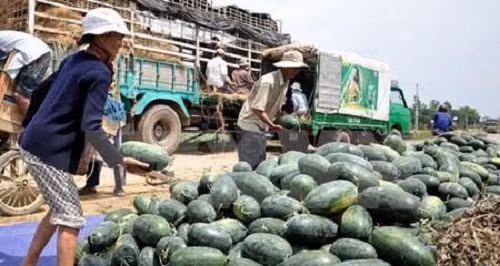 6 loại quả thuần Việt không bao giờ phải nhập khẩu - Ảnh 2