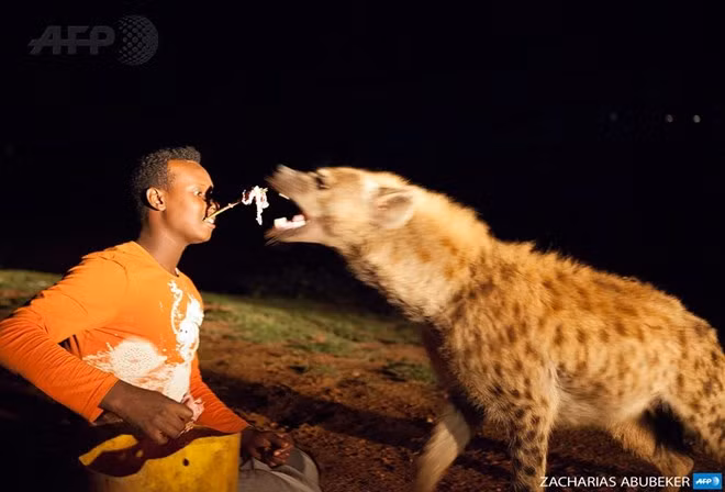 Hãi hùng người “mớm” cho linh cẩu ăn ảnh 1