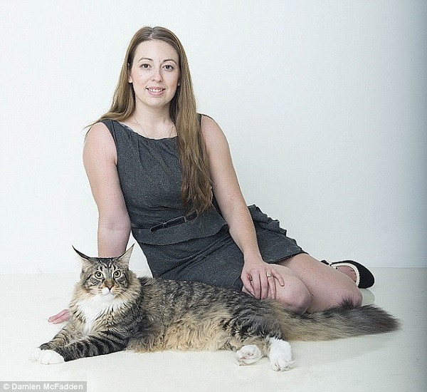 Chú mèo khổng lồ có cân nặng đến tận 11kg