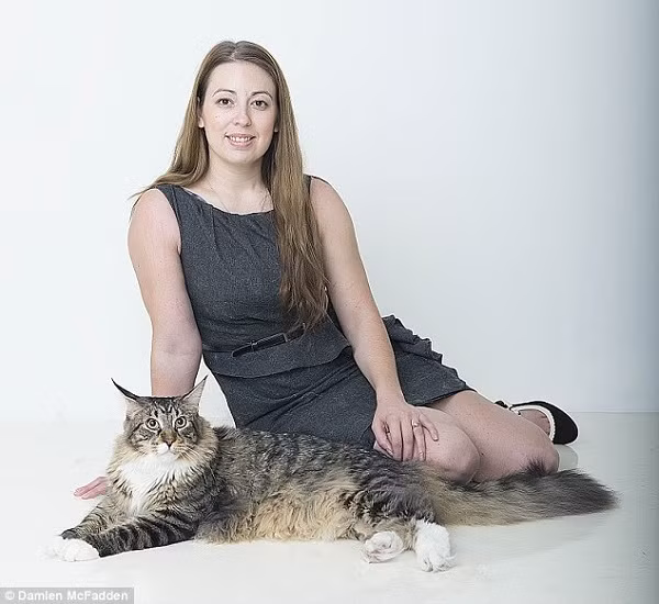 Chú mèo khổng lồ có cân nặng đến tận 11kg