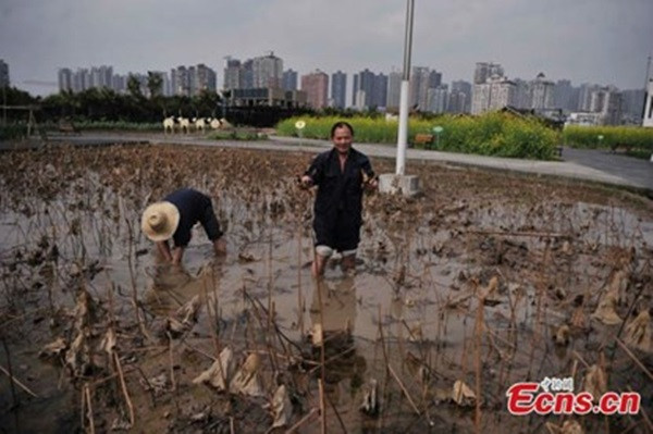 Chiêm ngưỡng trang trại 10.000 m2 trên nóc nhà - ảnh 2 Hình ảnh: Chiêm ngưỡng trang trại 10.000 m2 trên nóc nhà số 2
