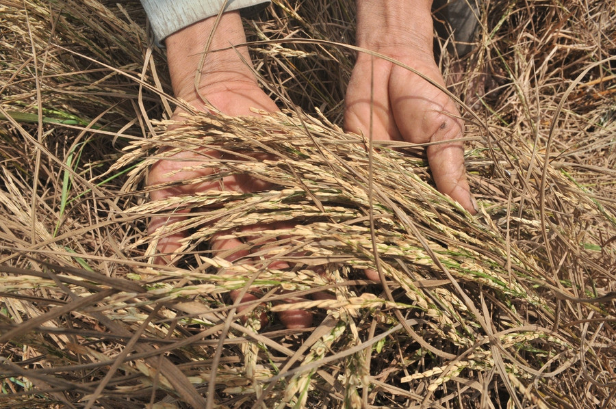 Đã có 56.505,04 ha diện tích lúa vụ mùa và vụ Đông Xuân 2015 - 2016 bị thiệt hại Đã có 56.505,04 ha diện tích lúa vụ mùa và vụ Đông Xuân 2015 - 2016 bị thiệt hại