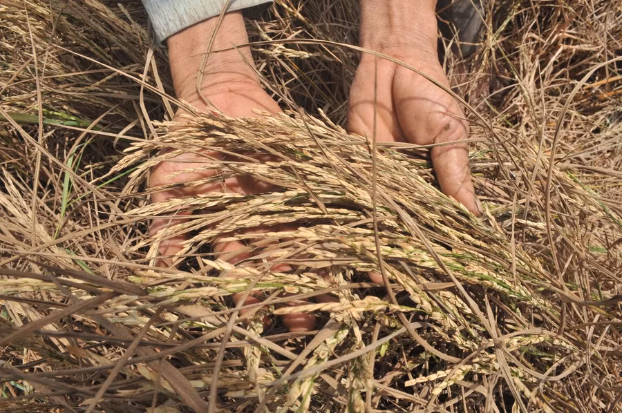 Đã có 56.505,04 ha diện tích lúa vụ mùa và vụ Đông Xuân 2015 - 2016 bị thiệt hại